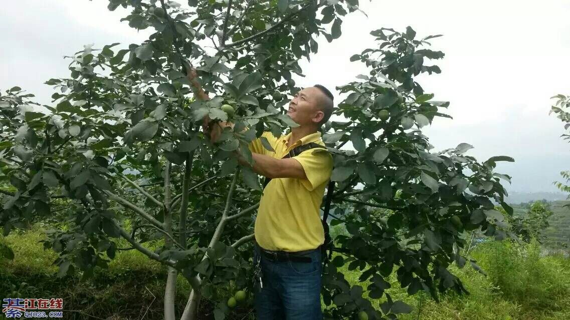 青皮核桃泡酒的功效 - 商家广告 - 綦江在线 - w