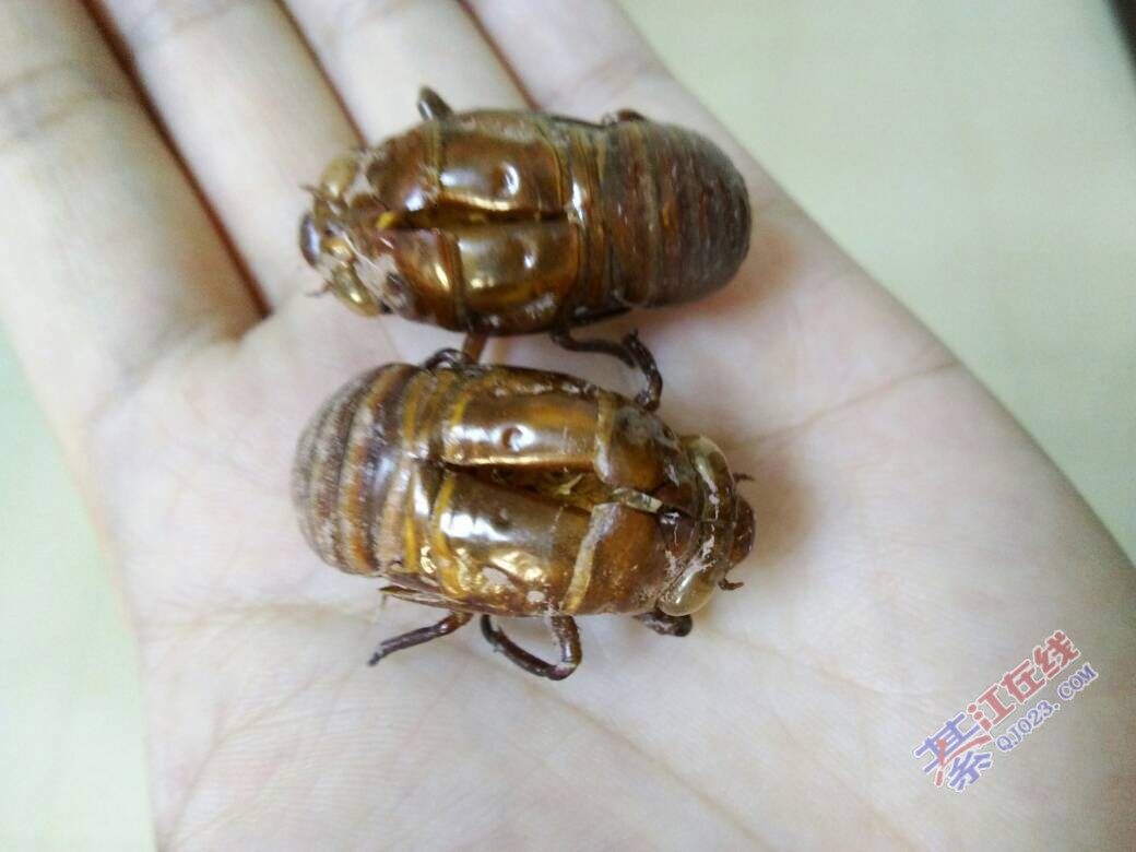 高价收购蝉脱壳(知了壳)