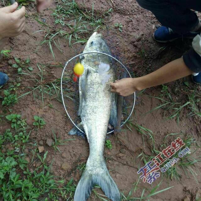 钓鱼 钓鱼,綦江那点有好钓花白鲢的水库麽