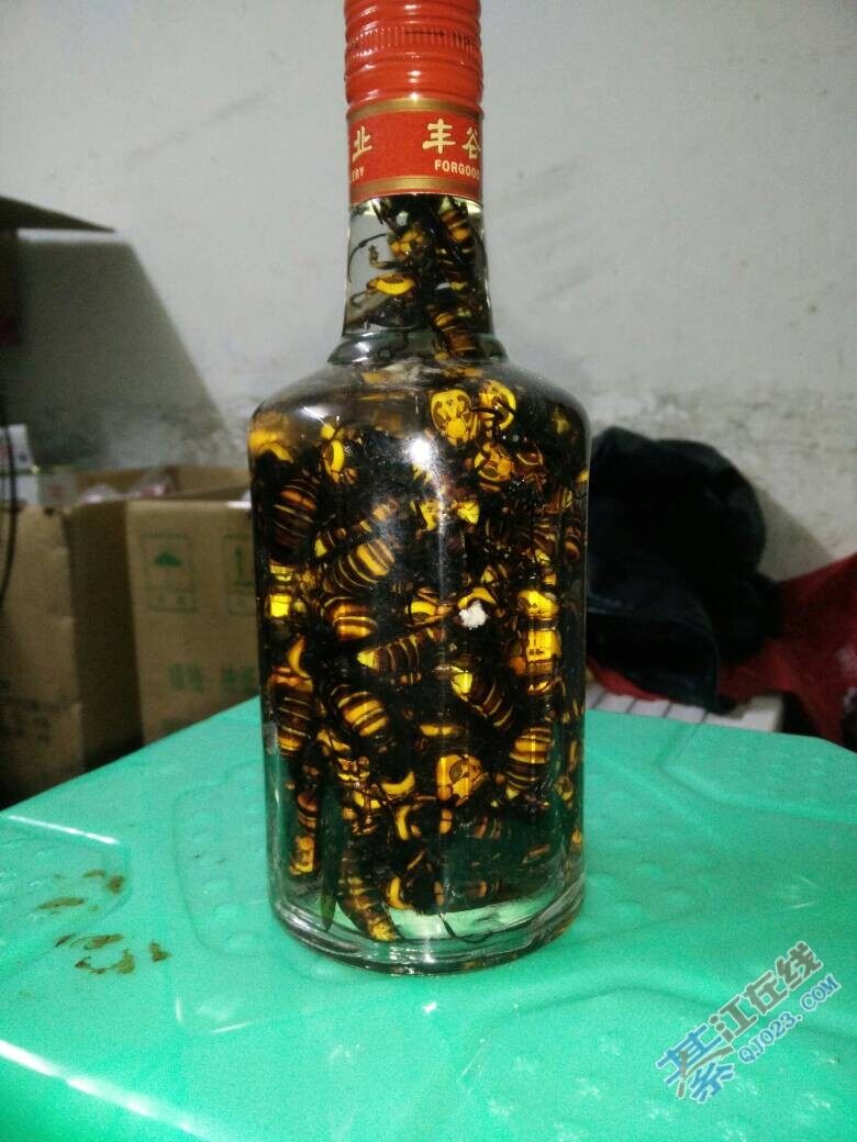 马蜂酒,是毒?是药?还是补品?