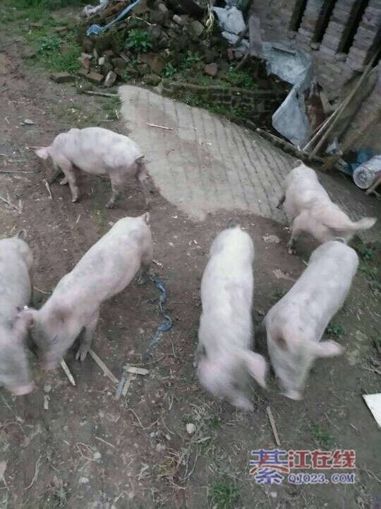 谁要买小猪