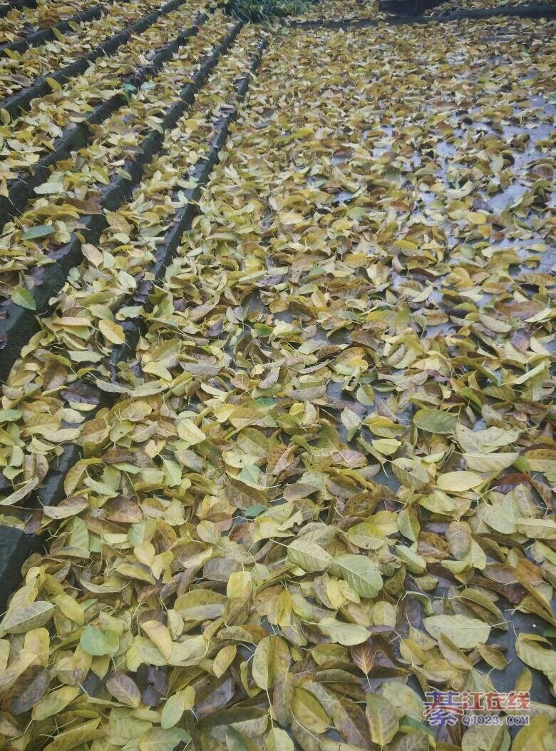 春风春雨扫落叶图片