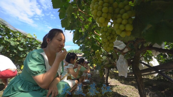 綦江文龙街道这点的葡萄看起好安逸哟