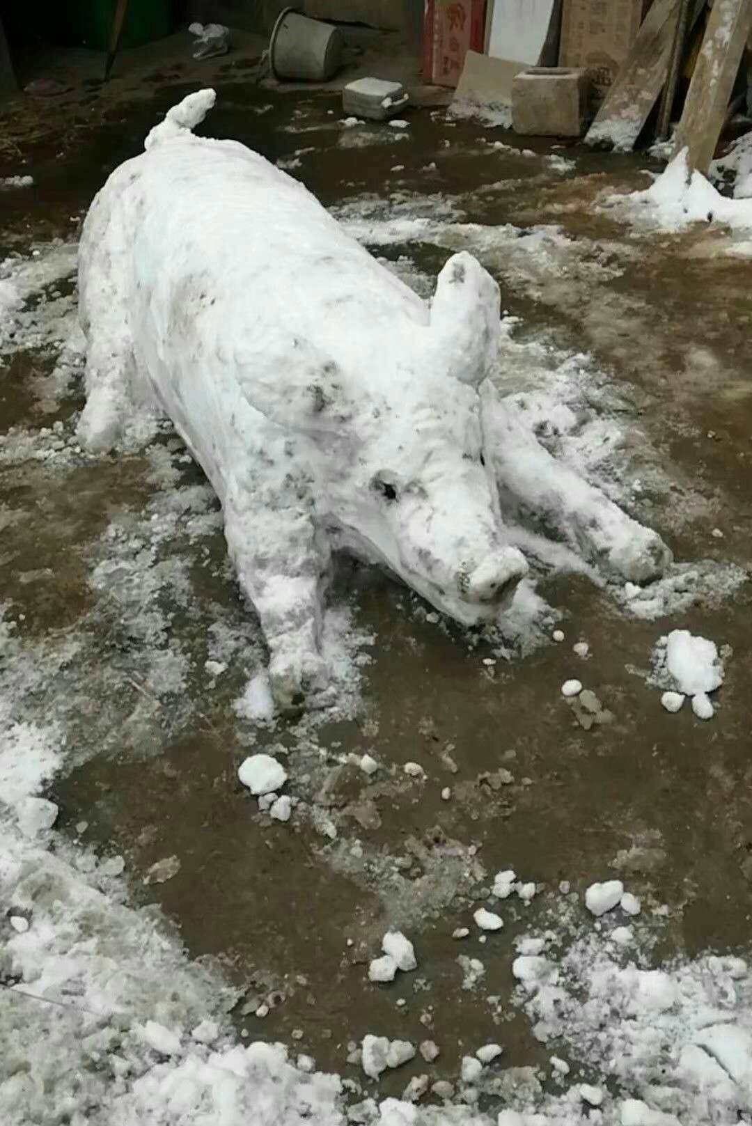 正宗的雪猪,快来吃嘎嘎了