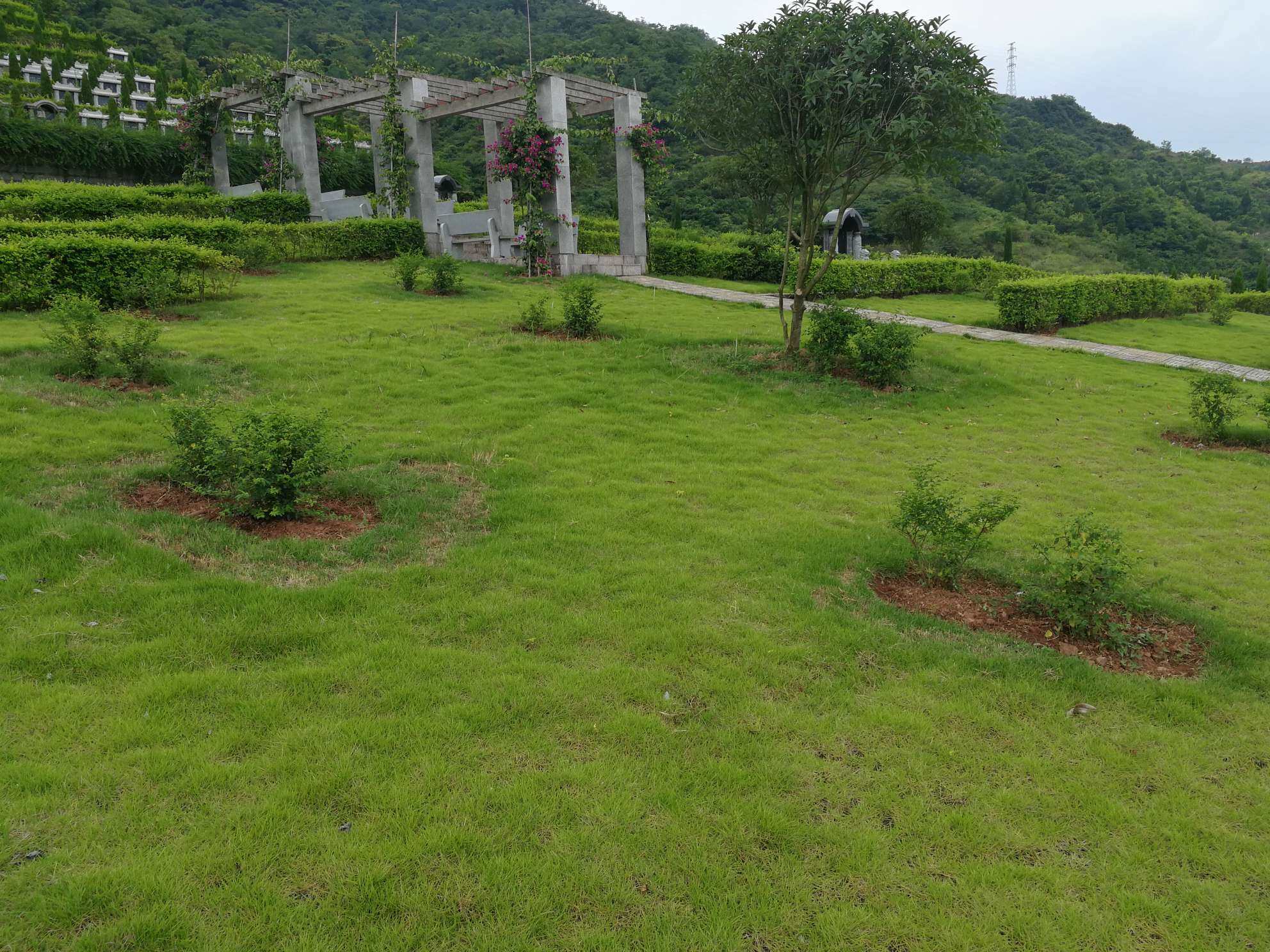 綦江青龙山公墓春节祭祀行车路线通知