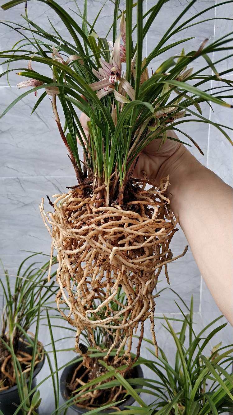 这些兰花根不得了