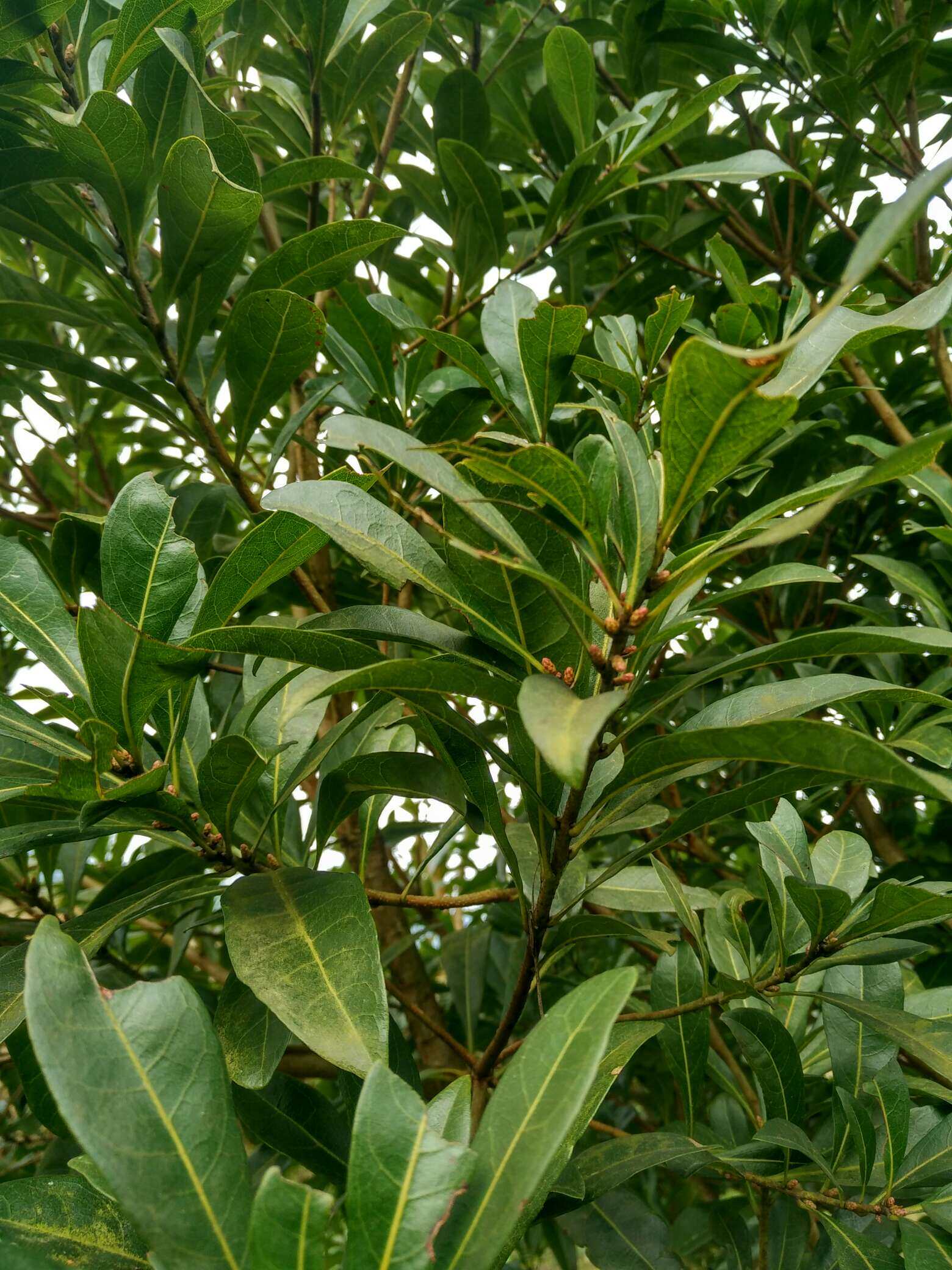 栽了5年的东魁杨梅开始开花结果了