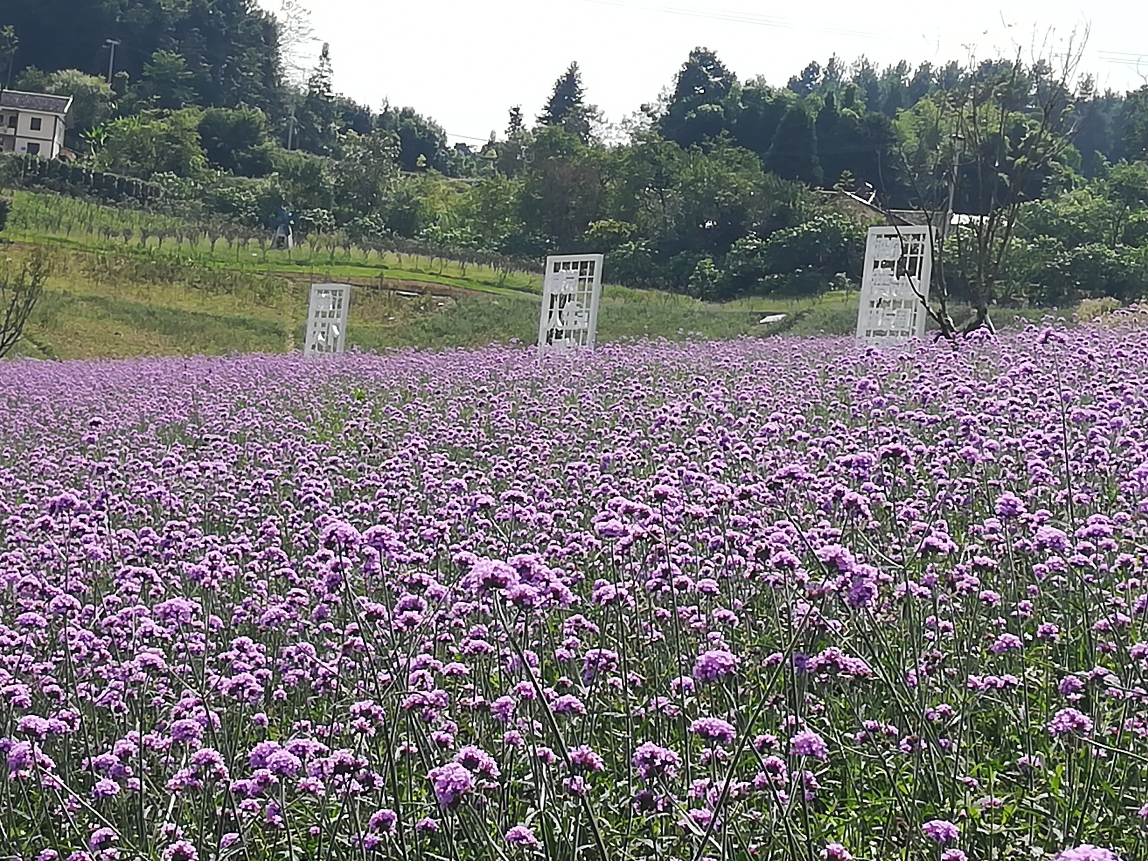 横山花仙谷欢迎你 - 綦江商家 - 綦江在线 - www.qj.