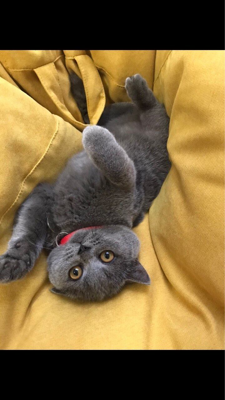 英短蓝猫有人想要吗