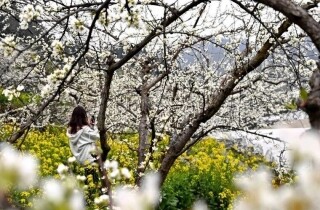 �뽭¡ʢ�����˴�3000��Ķ�����ʢ�ţ�