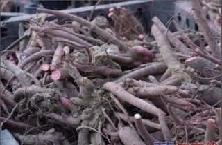 �뽭���Ƕ�������ҩ���²�ҵ��ú��