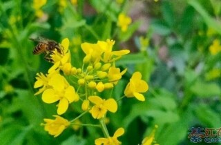 �뽭�������޺ã������������ʤ�գ�