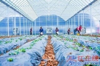 �뽭��������е�ţ�������ļ����ϲ�