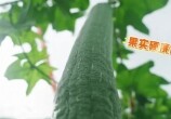 뽭˿ţŶ1׶࣡