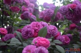 ���ĸչ����뽭��Щ�����������ޣ�