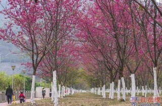 �������뽭��һƬһƬ�ģ�̫�ÿ��ˣ�