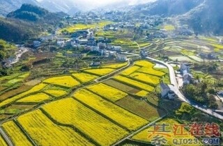 �뽭ʯ����Ĵ��죬���Ͳ˻�Ⱦ���˽��ɫ��