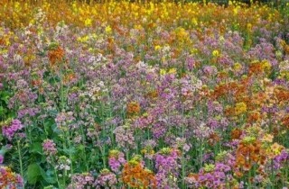 �뽭���Ͻֵ����Ӵ��ɫ���Ͳ˻�������