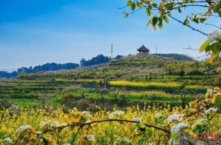 �뽭��Ƭ�滨���ز�ס�ˣ���ɽ��Ұѩ��