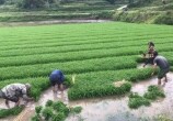 綦江小满活路忙！石角田间劳作停不下