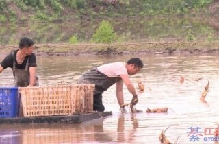 �뽭�������ź��ֲ�����ˣ�