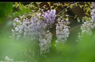 ����ʢ������Ũ����ͼ