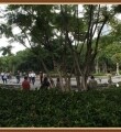 重庆南岸区茶园《叠水公园》夏日的荷花盛开……