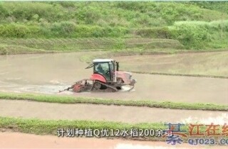 �뽭��ץũʱ����е������ˮ�����