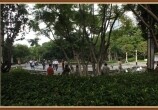 重庆南岸区茶园《叠水公园》夏日的荷花盛开……
