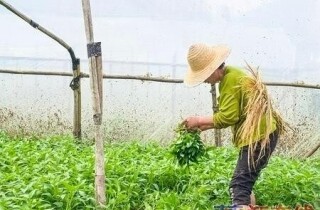 �뽭���ִ��Ķ���Ĳ˻���գ�