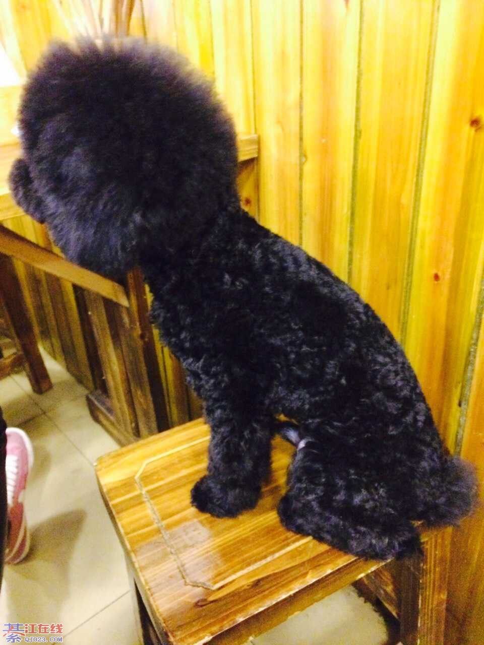 小时代网咖附近,德信小区外面那附近走丢了一只黑色的没有尾巴的泰迪