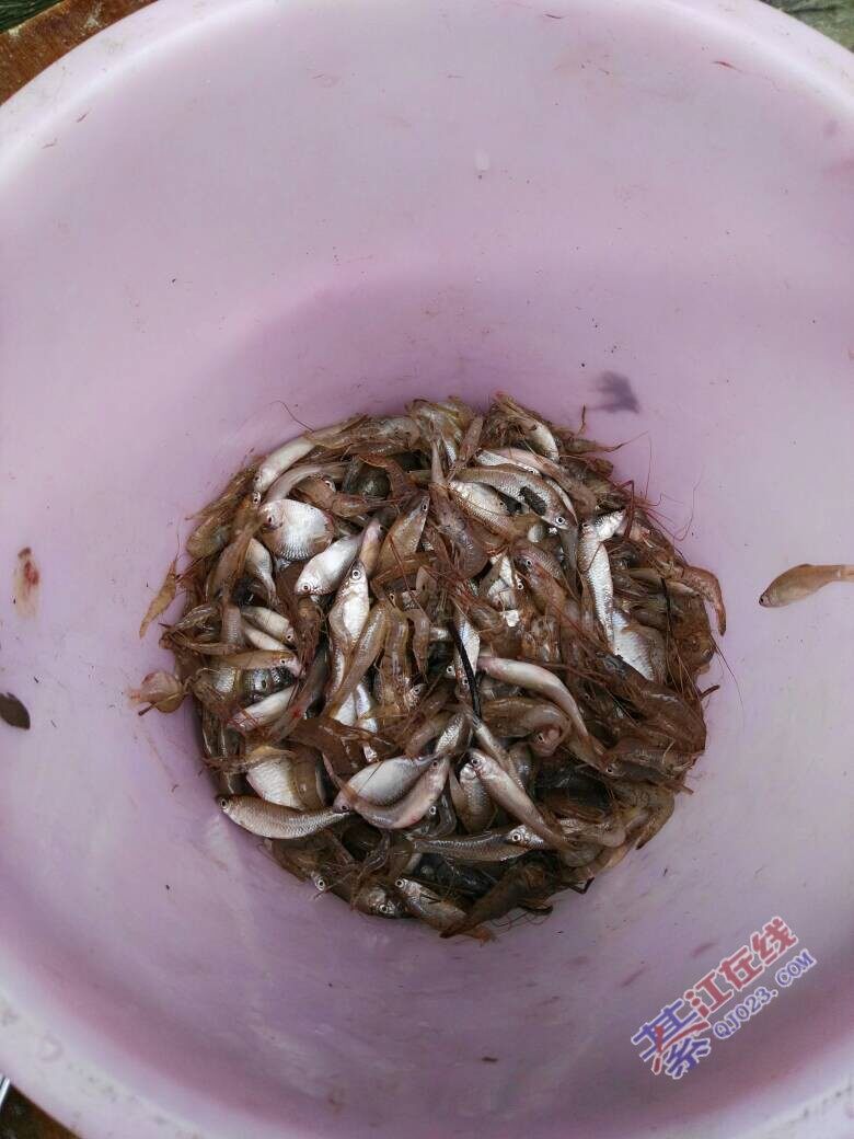 鱼参,鱼方,参子鱼_大山谷图库