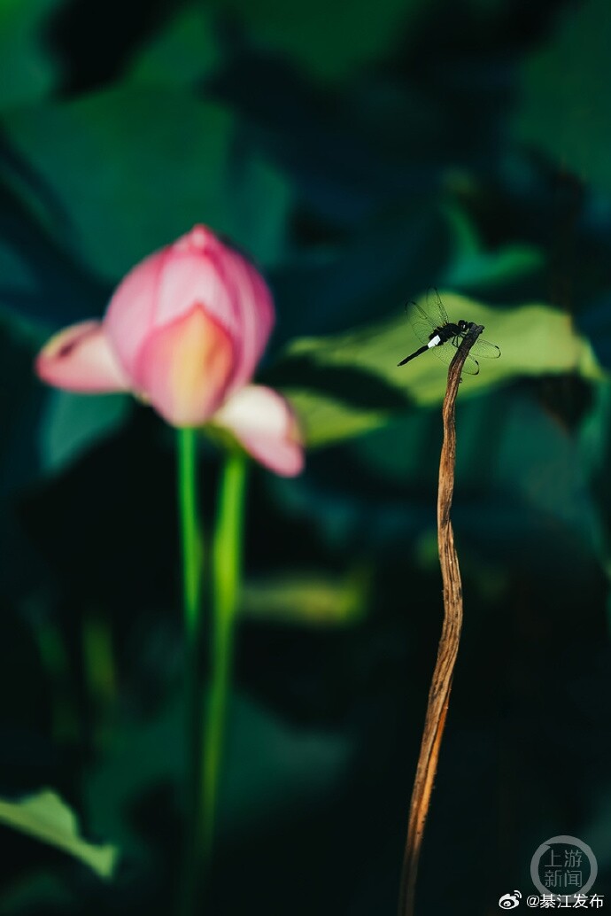 ķ羰ߣ뽭ʢֵʯŴĶҶ