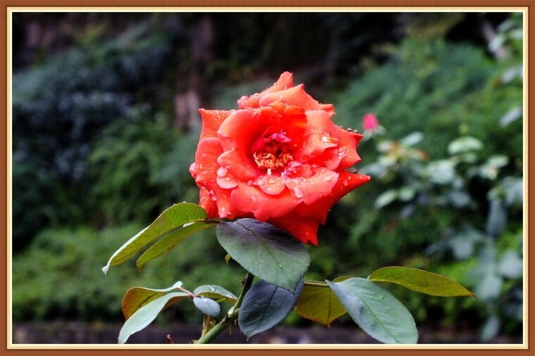 DSCF2320_HZP_.jpg