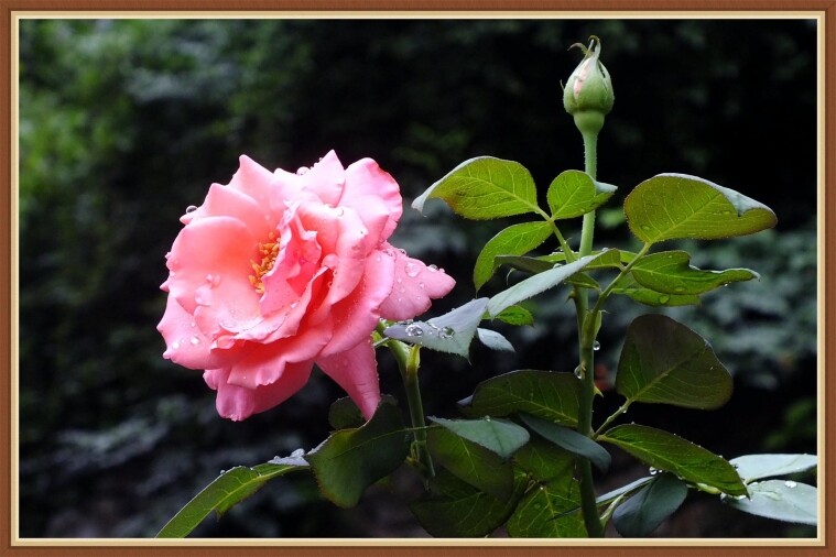 DSCF2321_HZP_.jpg