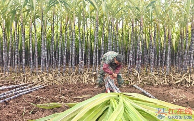 �뽭����磬17���ֳ��������