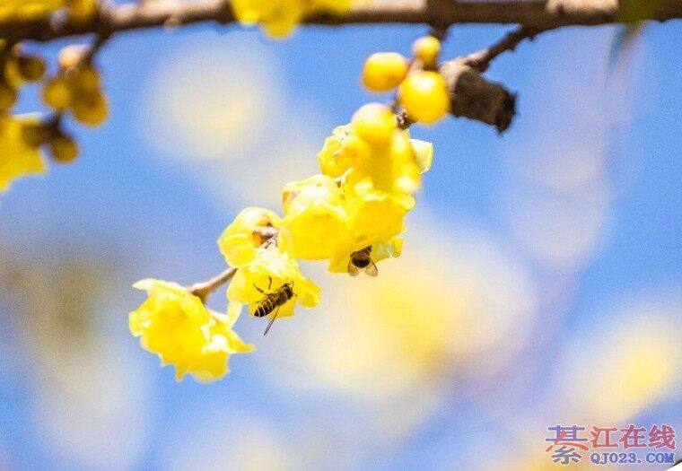 �뽭С����������+������ע�������