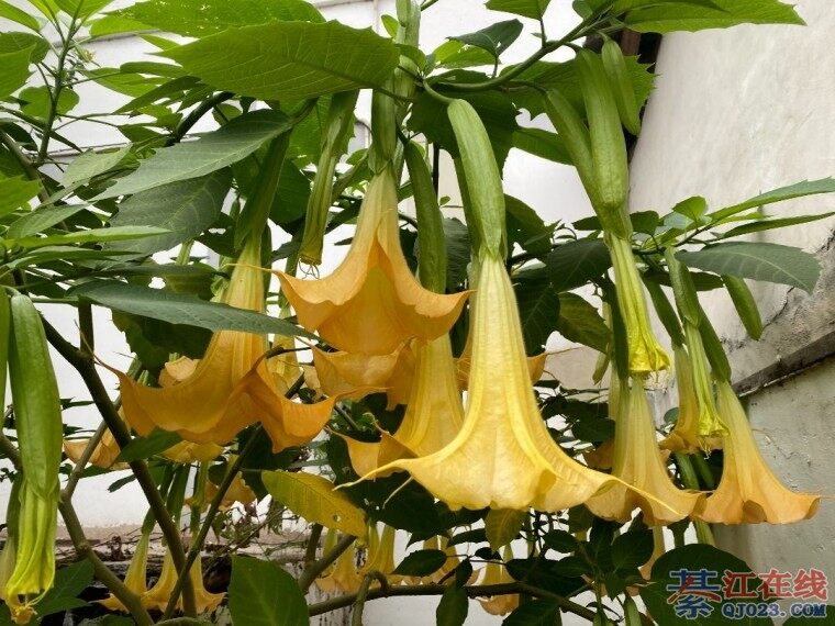 �����Ǳ�������ҩ���ˣ��쿴��������û��