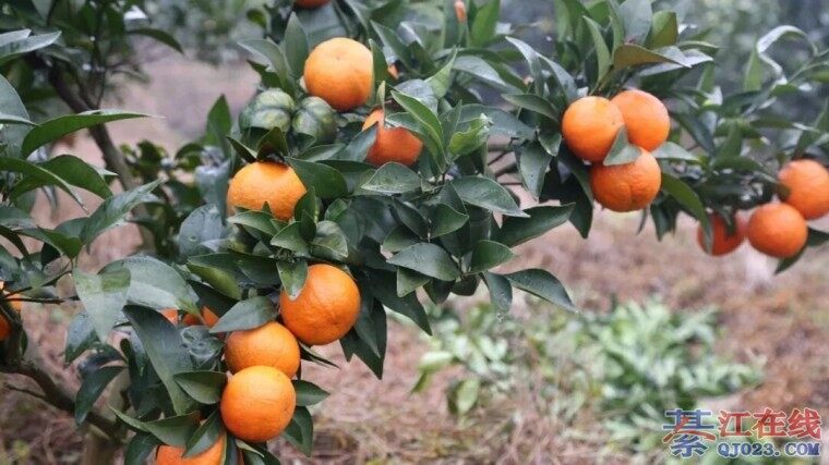 �뽭������Ӳӵ��ָ̹���֦�������