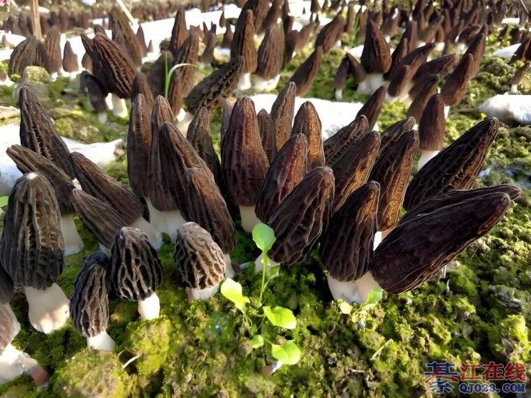 �뽭ʯ������Ǿ���ժ�����������Ĳ�ҵ