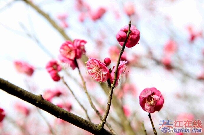 �������뽭�Ž�ɽ�紺��÷���ţ�