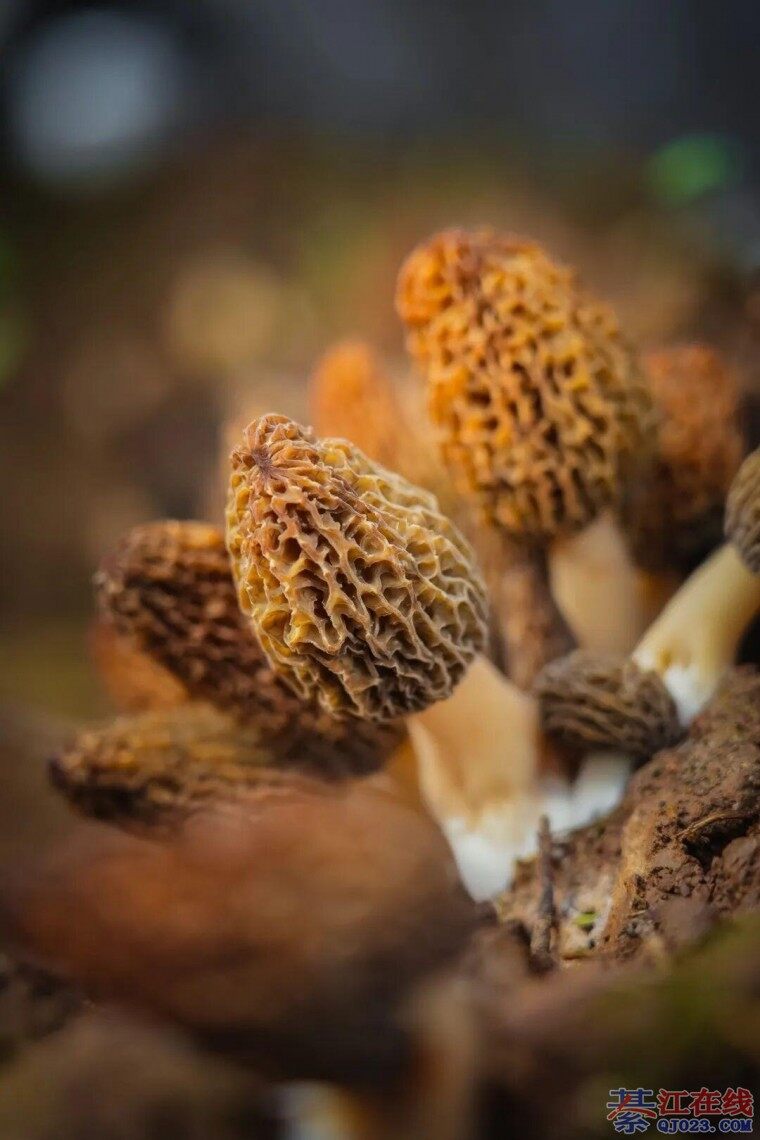 �뽭�Ⲩ��Ǿ�̫���ˣ��ֳ���ժ�������ѧ��