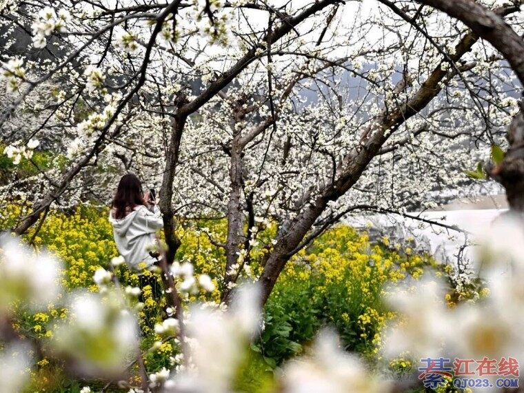 �뽭¡ʢ�����˴�3000��Ķ�����ʢ�ţ�