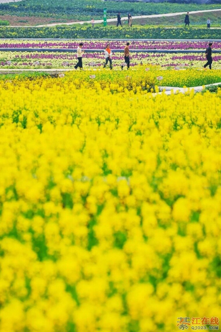 �뽭ͨ�ݽֵ����Ŵ��Ͳ˻�Ư�����ö���������