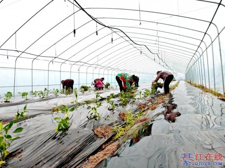 ���ز����ţ��뽭�������æ����