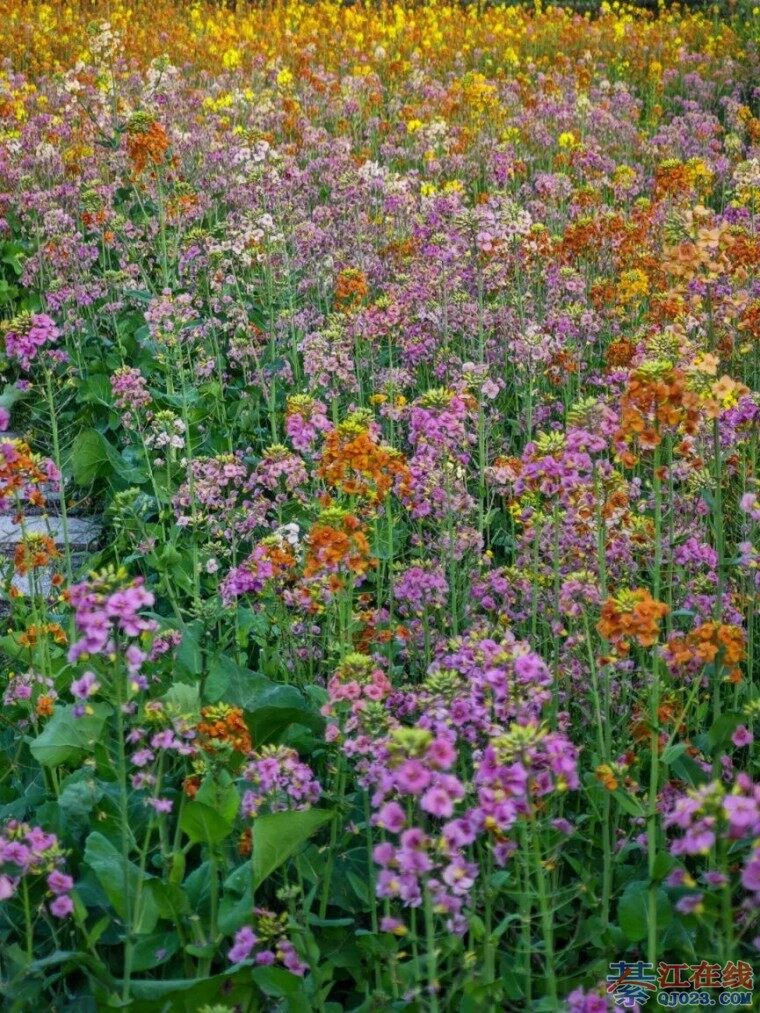 �뽭���Ͻֵ����Ӵ��ɫ���Ͳ˻�������