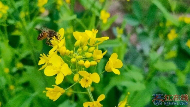 �뽭�������޺ã������������ʤ�գ�