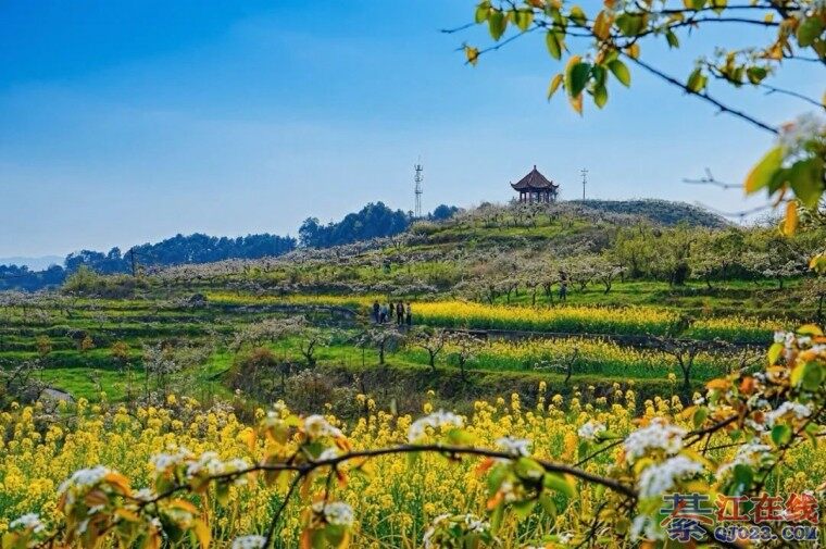 �뽭��Ƭ�滨���ز�ס�ˣ���ɽ��Ұѩ��