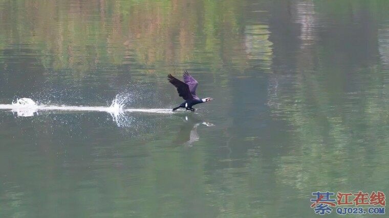 �뽭�Ĵ��죡��������������԰����