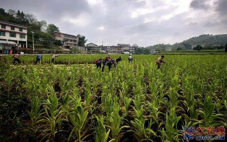 �뽭��ͨ�򹱲˲�ҵ��������ˣ�